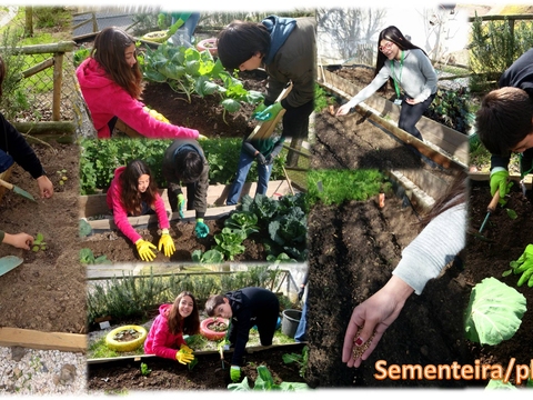 Sementeira/Plantação